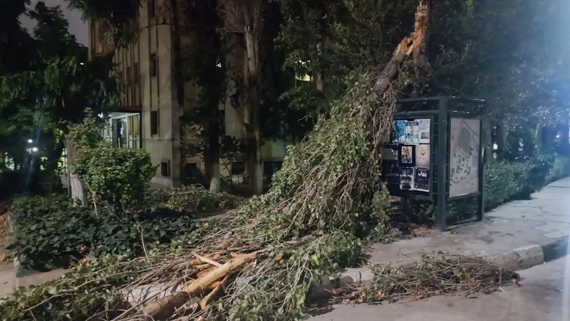 تمهیدات امور اداری و پشتیبانی برای جمع آوری درختان خشک دانشگاه 